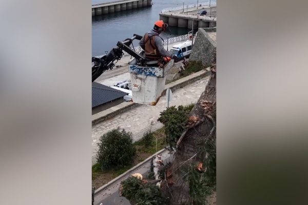 La verdadera motosierra: el intendente de Bariloche se puso al frente de una tala de pinos históricos y encendió una polémica ambiental