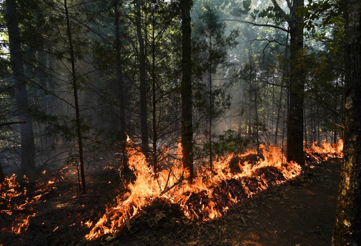 Esta técnica ancestral se consolida como una herramienta clave para disminuir la propagación y gravedad de los siniestros forestales (AP Photo/George Walker IV)