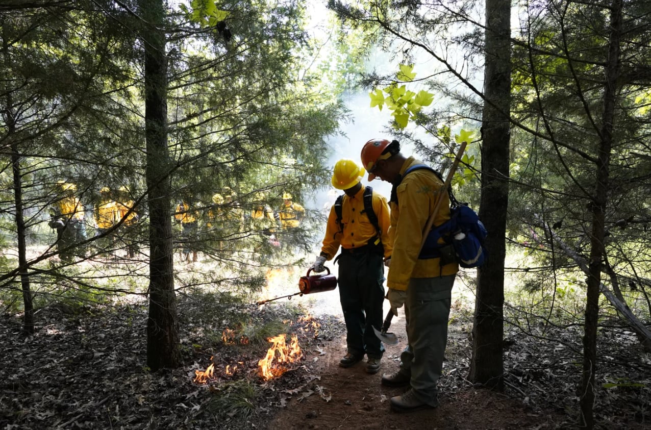 Estudios recientes evidencian que la gestión activa de los bosques puede generar importantes ahorros y mitigar los efectos de los incendios extremos (AP Photo/George Walker IV)