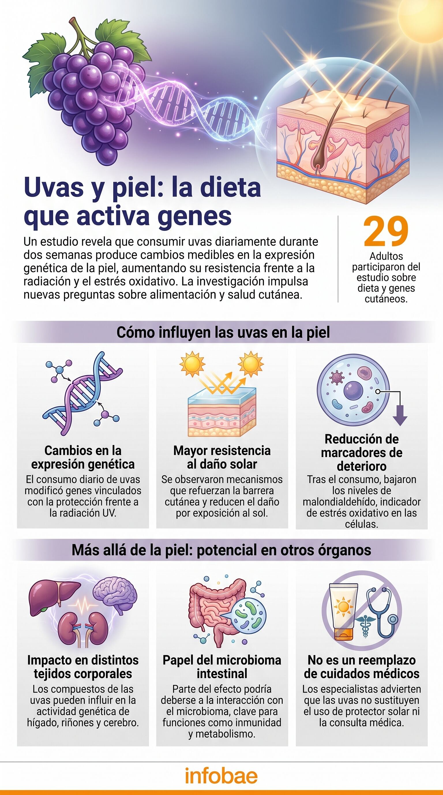 Investigadores de la Western New England University detectan que las uvas aumentan la resistencia cutánea al daño ultravioleta y disminuyen marcadores de deterioro celular (Imagen Ilustrativa Infobae)