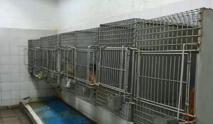 Al menos quince primates murieron previamente por vejez y largas esperas en cautiverio antes de ser trasladados