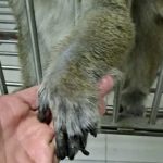Los últimos siete macacos del exbioterio siguen encerrados en un subsuelo de Saavedra: “El sufrimiento que están pasando es terrible”