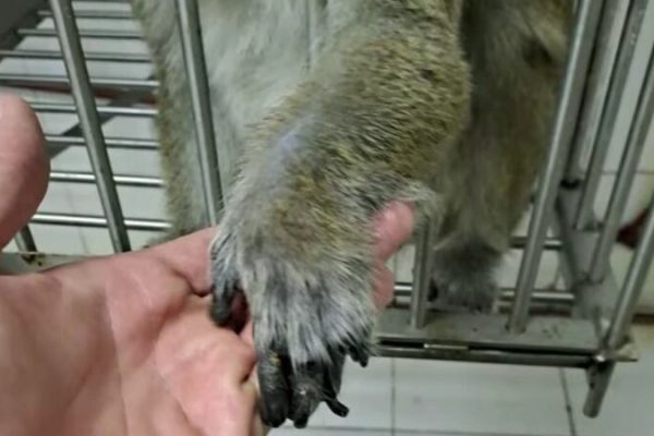 Los últimos siete macacos del exbioterio siguen encerrados en un subsuelo de Saavedra: “El sufrimiento que están pasando es terrible”