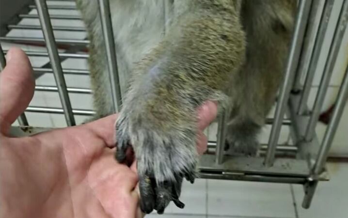 Los últimos siete macacos del exbioterio siguen encerrados en un subsuelo de Saavedra: “El sufrimiento que están pasando es terrible”