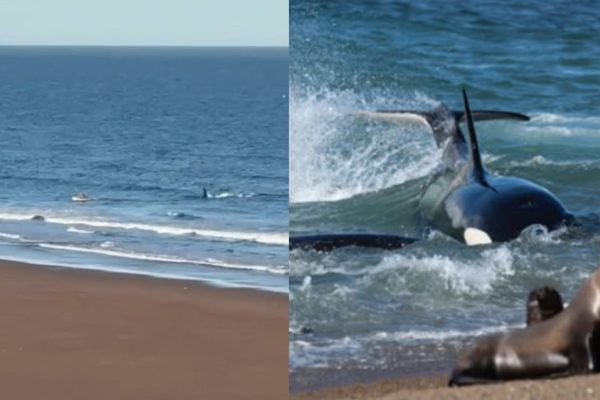Pánico en Río Negro: una orca confundió a un kayakista con un lobo marino y lo persiguió hasta la orilla