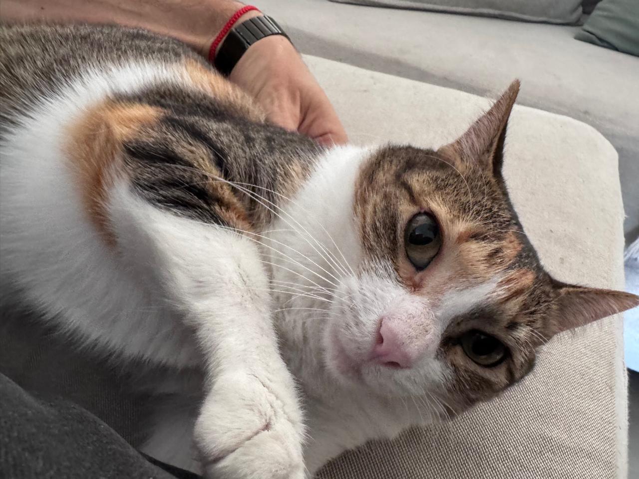 Los gatos tricolor se destacan por su pelaje distintivo. Se les atribuye una personalidad afectuosa y suelen asociarse con la buena suerte