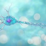 Por qué la elección del modelo de investigación es clave para mejorar los tratamientos para esclerosis múltiple