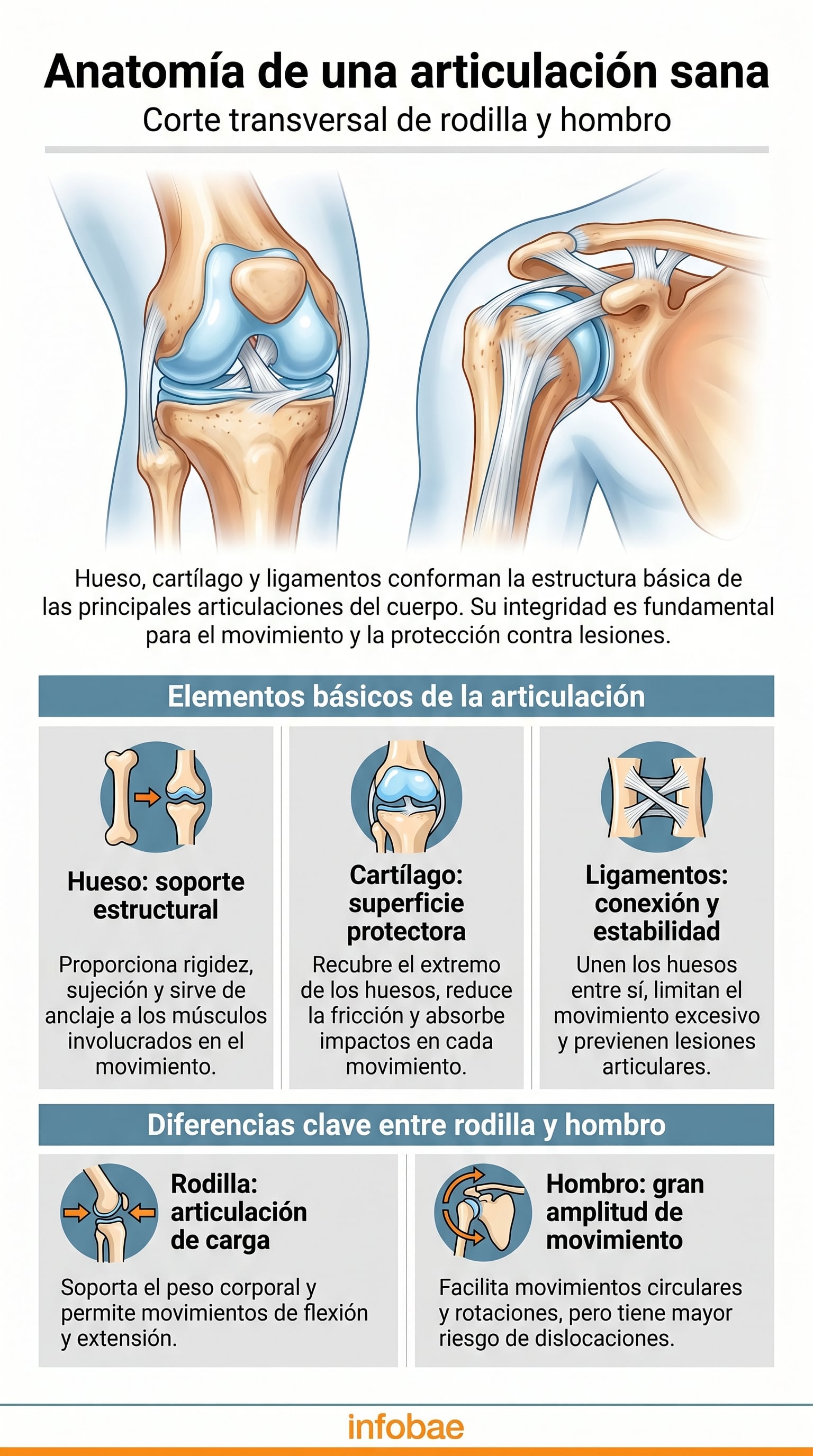 El colágeno, presente en caldos de hueso, gelatinas y suplementos, aporta elasticidad y favorece la recuperación de los cartílagos articulares, desempeñando un papel clave en la prevención de lesiones y el mantenimiento de la flexibilidad en rodillas y hombros - (Imagen Ilustrativa Infobae)