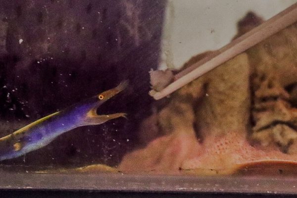 Rescataron a más de 700 animales marinos exóticos en el Aeropuerto de Ezeiza que eran traficados desde África