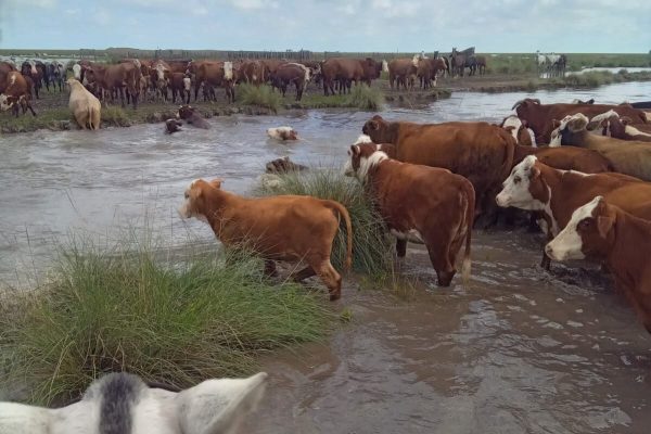Santa Fe declaró la emergencia agropecuaria por las severas inundaciones que afectaron más de 1 millón de hectáreas