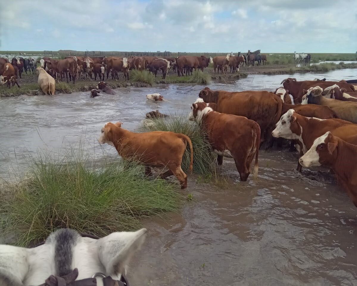 Santa Fe declaró la emergencia agropecuaria por las severas inundaciones que afectaron más de 1 millón de hectáreas