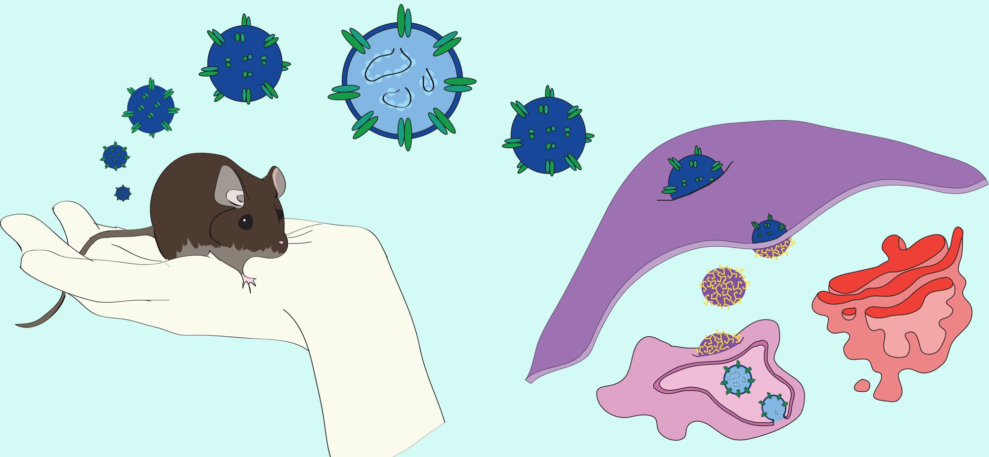 El hantavirus es más letal que el covid-19 pero su transmisión es mucho menor, la tasa de reproducción es inferior a uno.
- Hannah J. Barbian