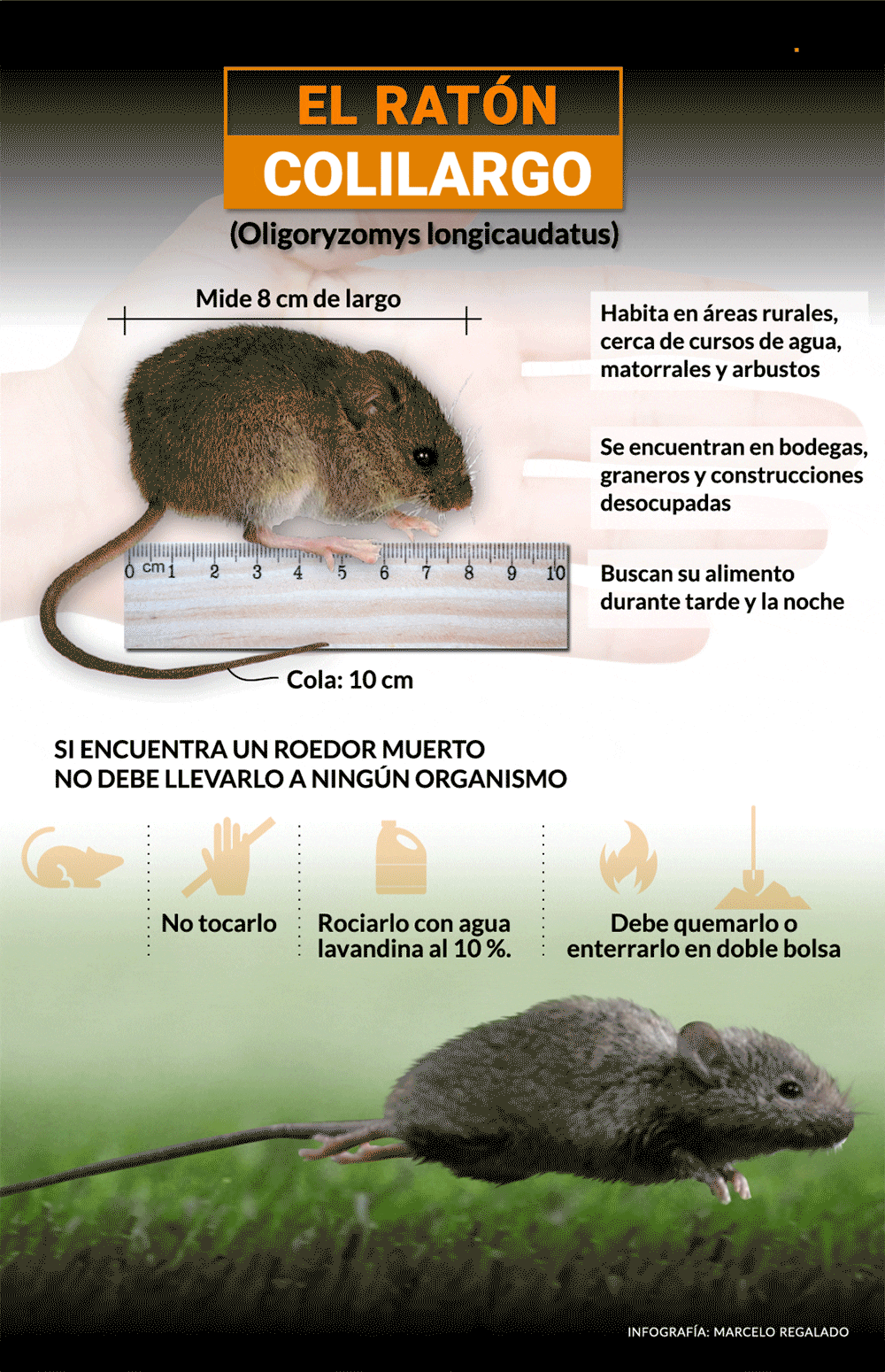 No existe vacuna ni tratamiento específico para el hantavirus la prevención se basa en evitar contacto con roedores y mantener ambientes limpios. 
