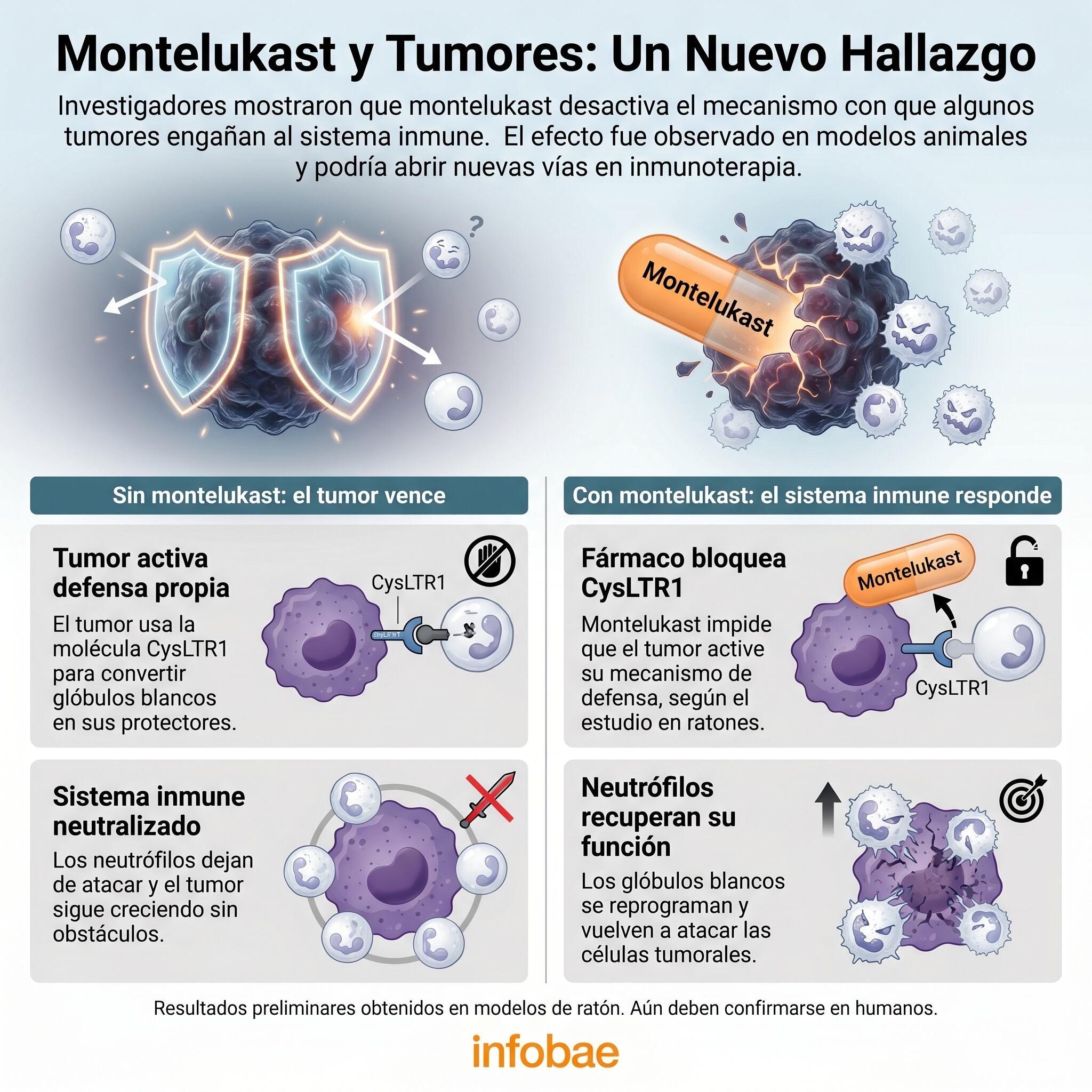 La investigación preliminar muestra cómo montelukast, un fármaco contra el asma, reprograma los neutrófilos para combatir tumores en ratones, desactivando su mecanismo de evasión inmune. (Imagen Ilustrativa Infobae)