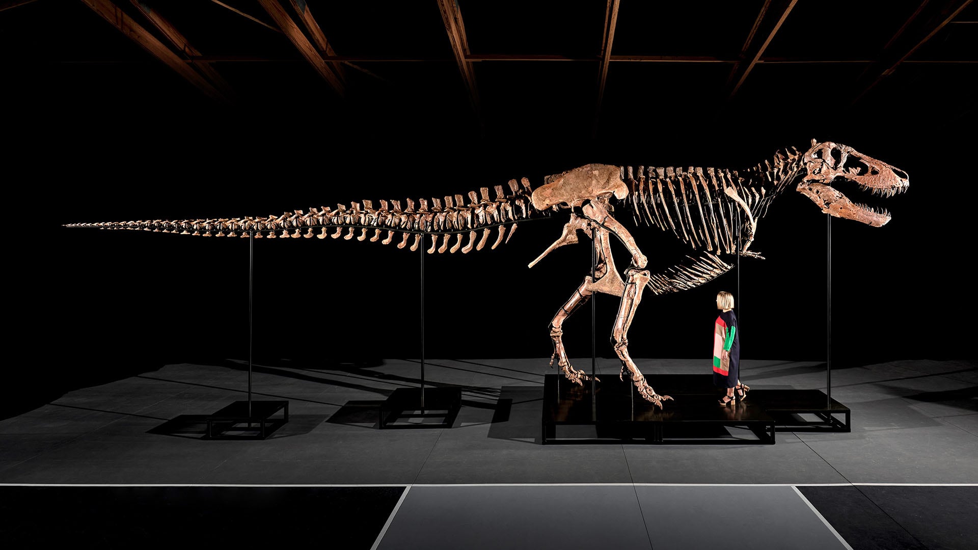 El esqueleto será exhibido en Nueva York durante la Geek Week y forma parte de una selecta lista de T. rex subastados internacionalmente. EFE/ Matthew Sherman/ Sotheby's