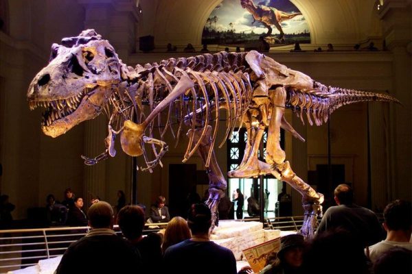 Un T. rex de 67 millones de años saldrá a subasta en Nueva York: cuánto cotiza su excepcional grado de conservación