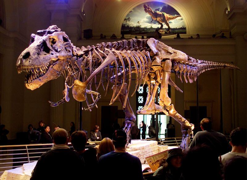Un T. rex de 67 millones de años saldrá a subasta en Nueva York: cuánto cotiza su excepcional grado de conservación