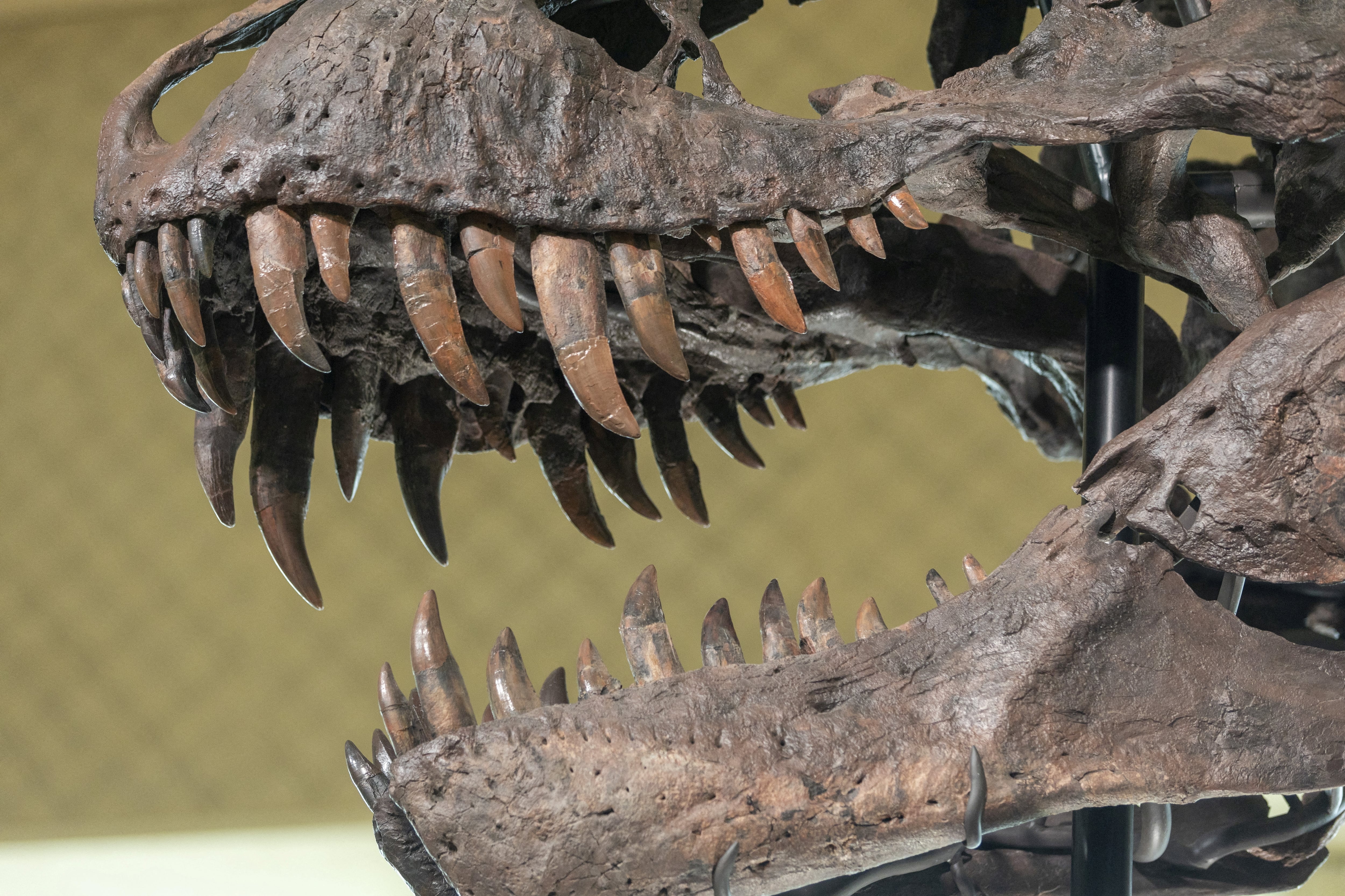 El esqueleto de Trinity, compuesto por huesos de tres T. rex distintos, se vendió en Zúrich en abril de 2023 por 6,1 millones de dólares/Archivo REUTERS/Denis Balibouse/