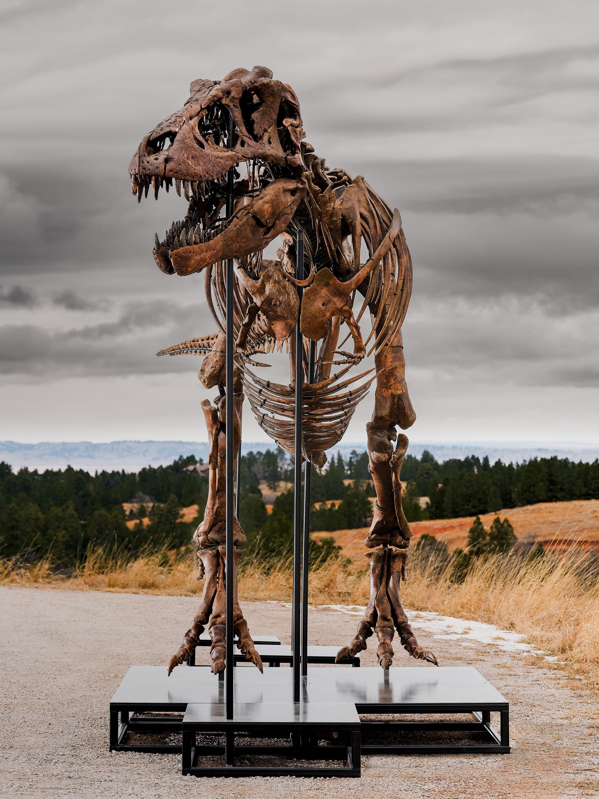Desde su primer hallazgo en 1902, solo se descubrieron alrededor de 32 especímenes de Tyrannosaurus rex en el mundo, muchos reducidos a un único hueso/ EFE/ Matthew Sherman/ Sotheby's