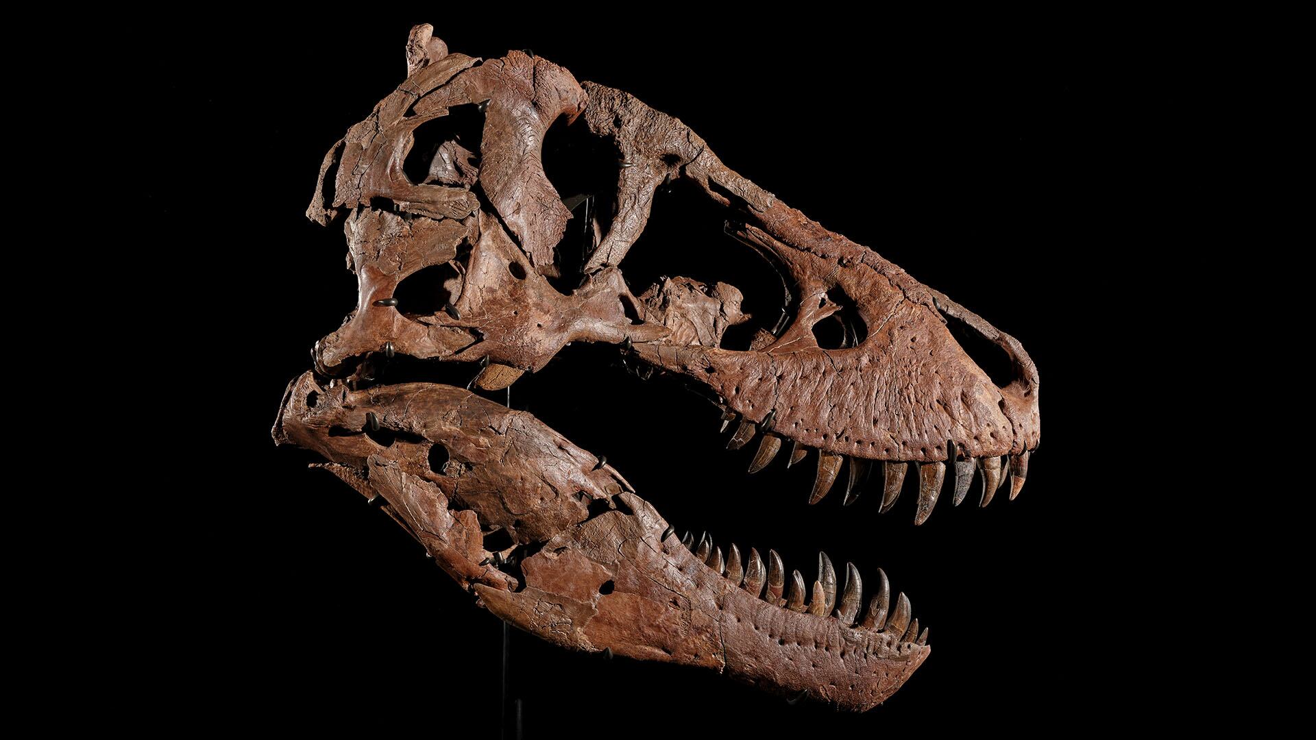 El esqueleto de Tyrannosaurus rex llamado “Gus” será subastado en Sotheby’s con un precio estimado de hasta 30 millones de dólares./ EFE/ Matthew Sherman/ Sotheby's /