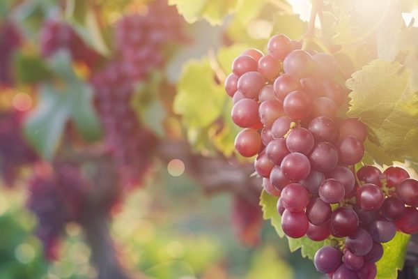 10 beneficios comprobados de las uvas para la salud, según la ciencia