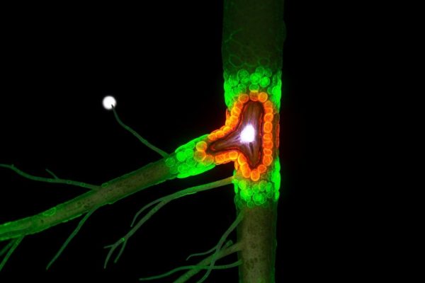 Así las plantas concentran glucosa en las “heridas” para impulsar la reparación