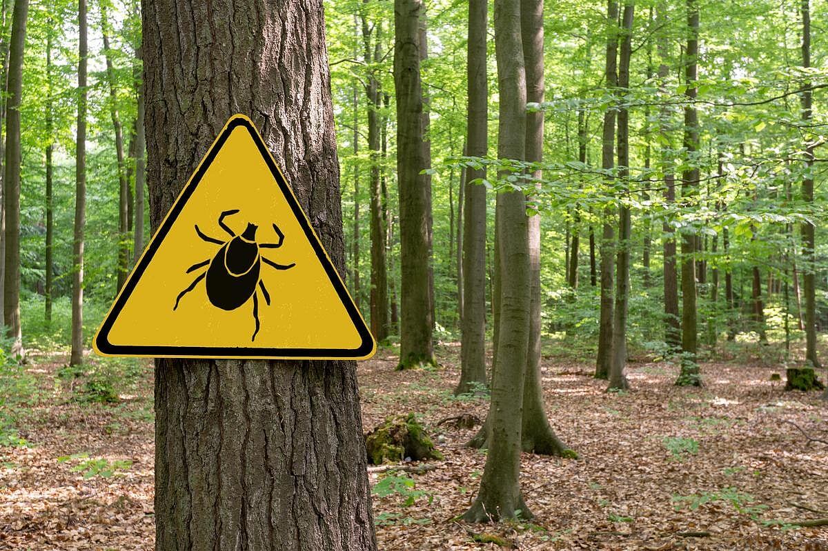 Aumento de casos del raro pero peligroso virus de la garrapata Powassan en EE. UU.