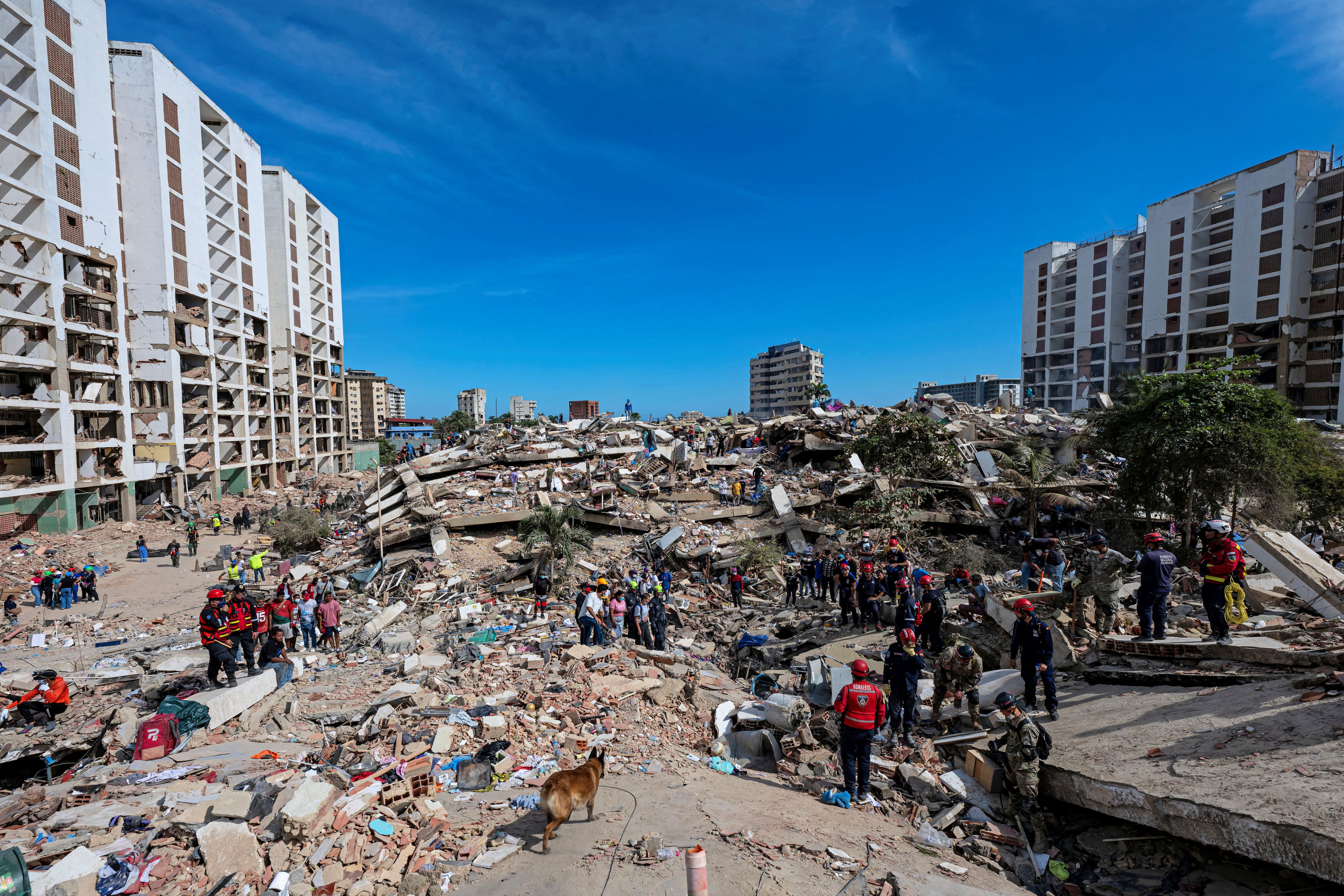 Un perro especializado de la misión argentina de rescate inspecciona los restos de un edificio colapsado en La Guaira como parte de las labores de recuperación (REUTERS)