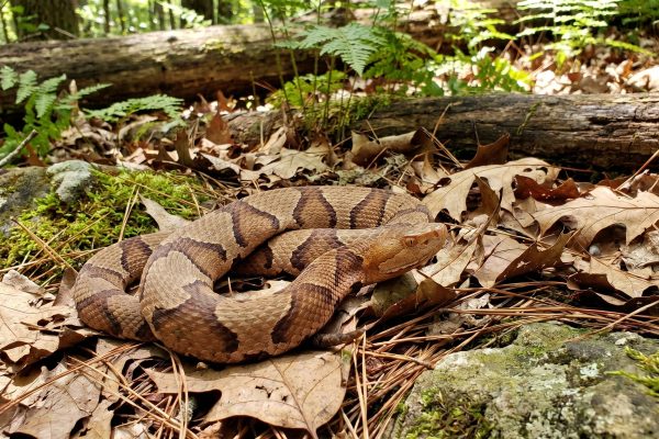Cómo es la serpiente venenosa que alertó a la selección de Alemania en medio del Mundial 2026