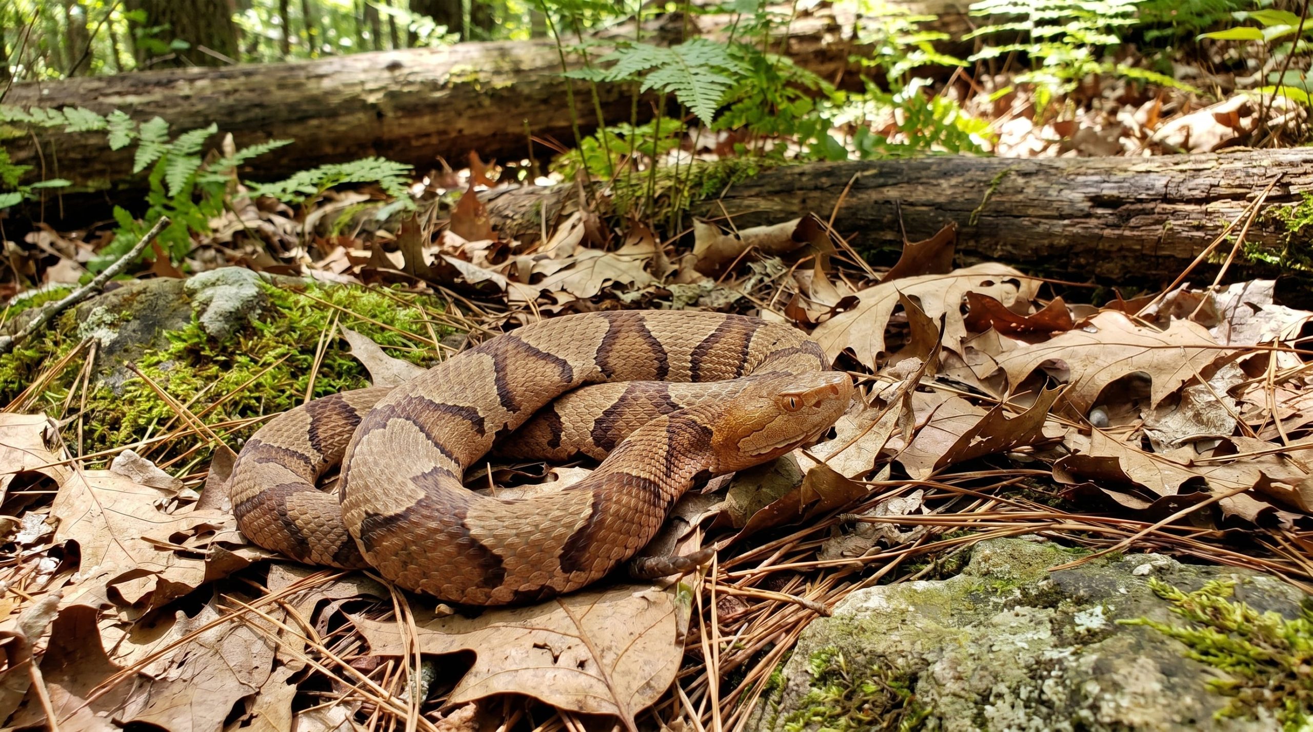Cómo es la serpiente venenosa que alertó a la selección de Alemania en medio del Mundial 2026