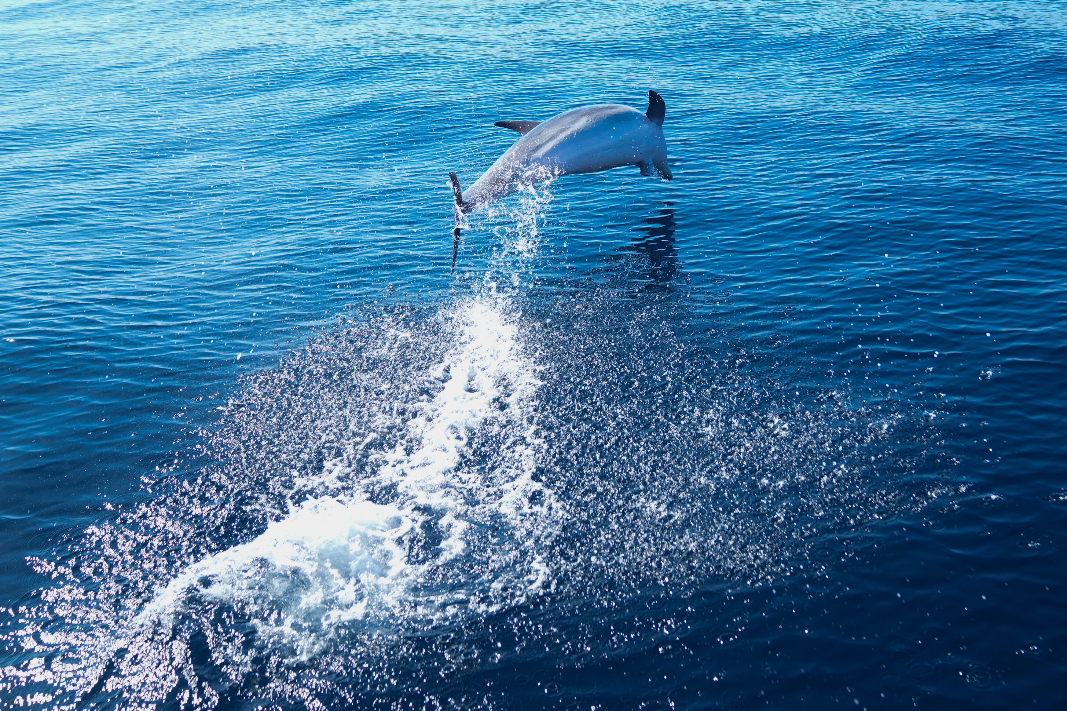 Los silbidos de firma permiten que los delfines mulares reconozcan a cada individuo y que las hembras identifiquen a machos problemáticos por su conducta previa (AP Foto/Silvia Izquierdo)