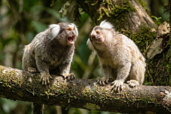 Cómo los titíes sincronizan sus voces en pareja