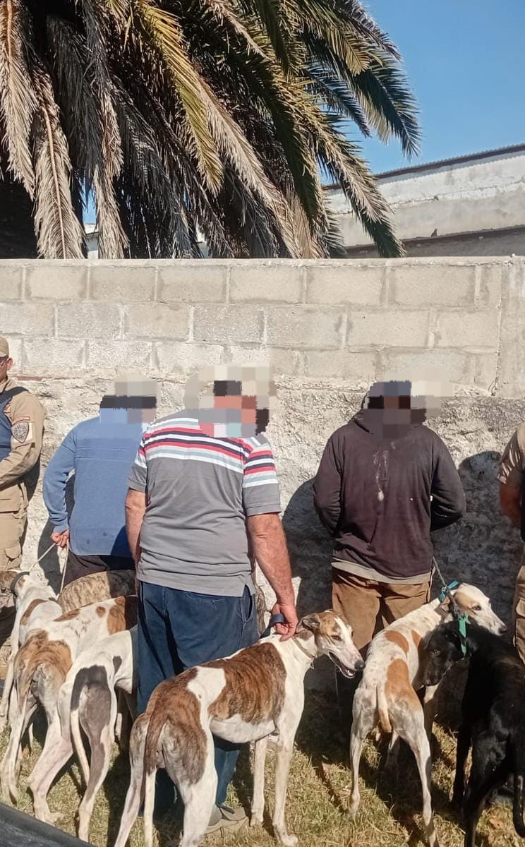 Los efectivos resguardaron 33 perros de raza galgo presuntamente utilizados para la actividad cinegética sin autorización