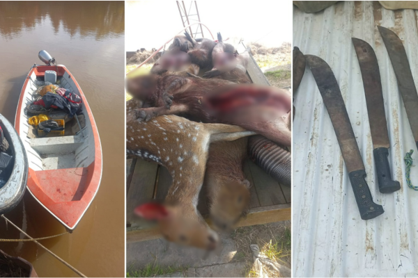 Córdoba: detuvieron a 15 cazadores furtivos con decenas de perros galgos en cuatro operativos en zonas rurales