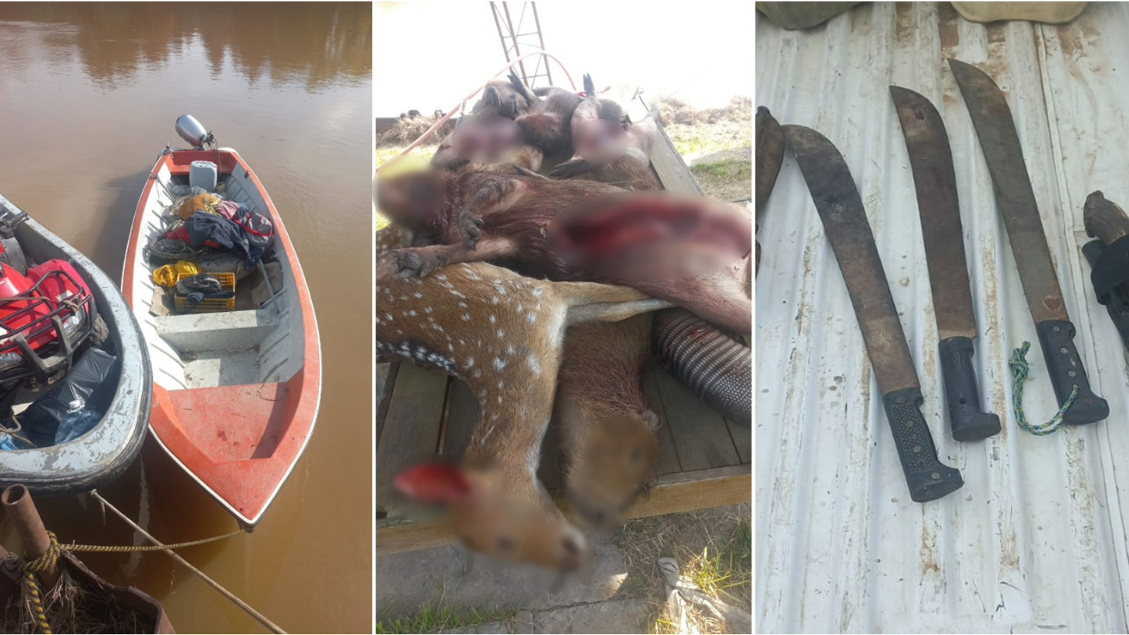 Córdoba: detuvieron a 15 cazadores furtivos con decenas de perros galgos en cuatro operativos en zonas rurales