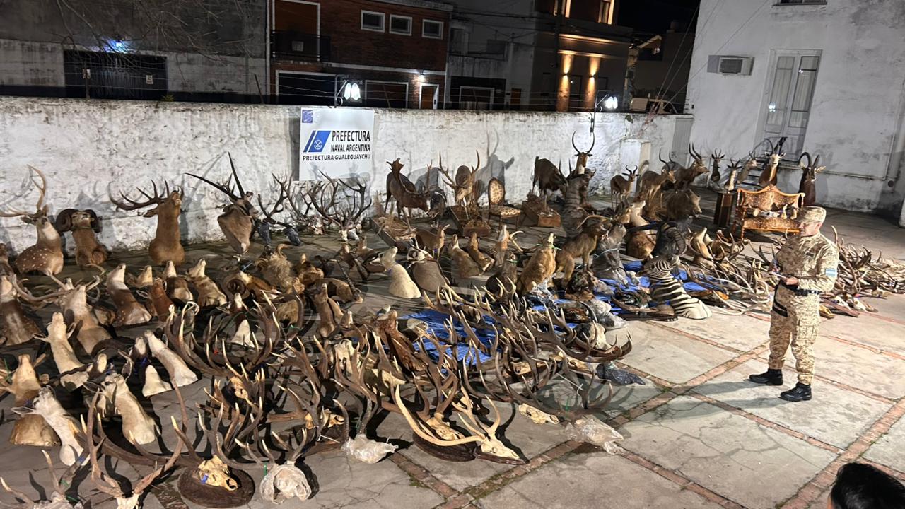 Algunos de los animales taxidermizados. 