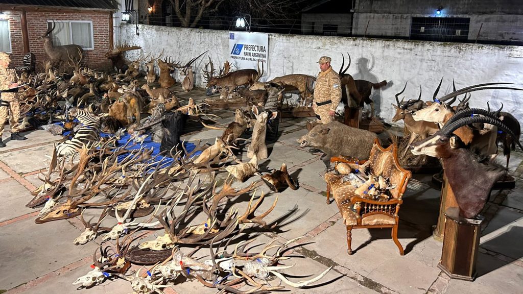 Decenas de rifles y animales disecados: el millonario decomiso en un coto de caza de Entre Ríos investigado por presunto tráfico de fauna