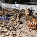 Decenas de rifles y animales disecados: el millonario decomiso en un coto de caza de Entre Ríos investigado por presunto tráfico de fauna