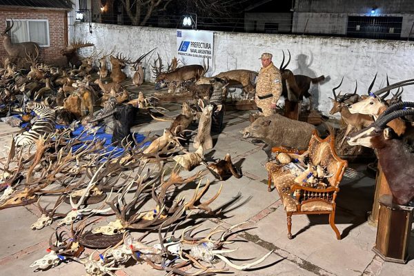 Decenas de rifles y animales disecados: el millonario decomiso en un coto de caza de Entre Ríos investigado por presunto tráfico de fauna