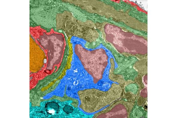 Descubren cómo las palomas detectan el campo magnético de la Tierra para orientarse