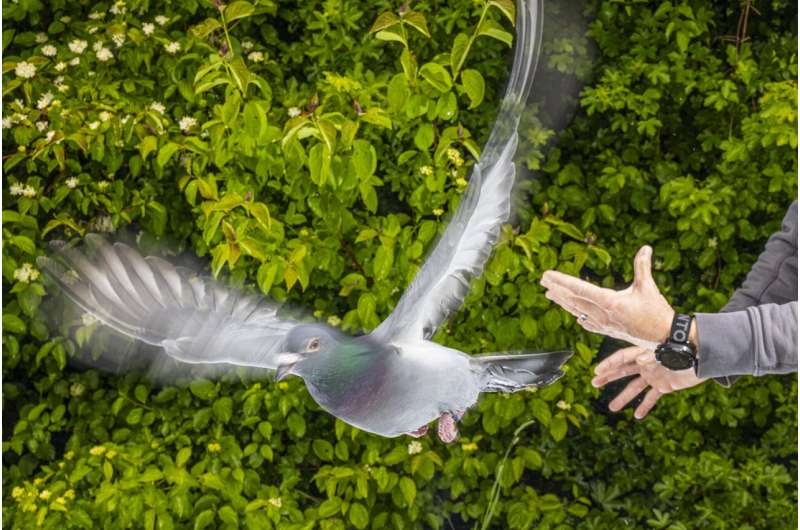 Las palomas han sido símbolo de orientación y mensajeras en la historia, capaces de regresar a casa desde grandes distancias Crédito: Christian Ziegler/ Instituto Max Planck de Comportamiento Animal.