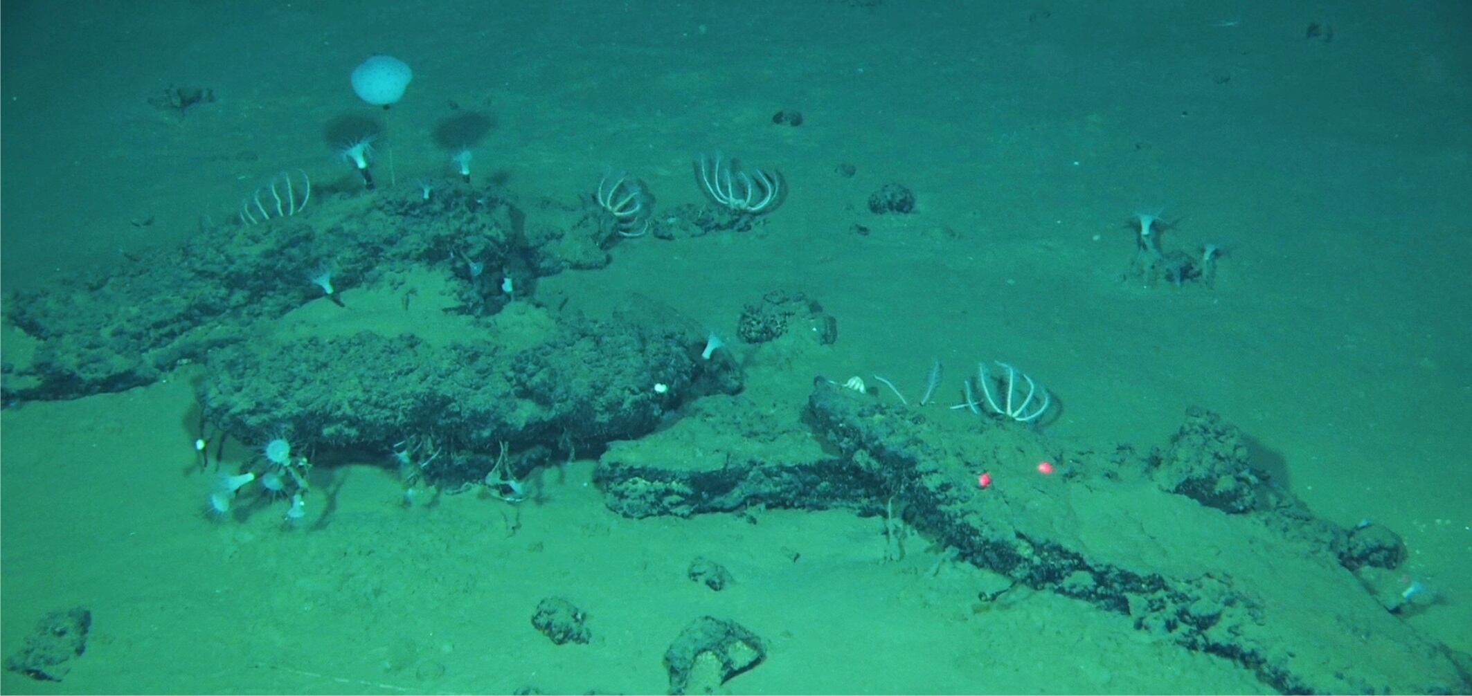 Imagen tomada desde el sumergible chino Fendouzhe de algunos de los restos de 'caída de ballenas' que forman el cementerio más grande, profundo y antiguo de estos animales (Global TREnD, IDSSE)