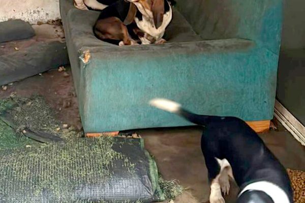 Desmantelaron un criadero ilegal en Almagro: imputaron al dueño por maltrato animal y rescataron 14 perros