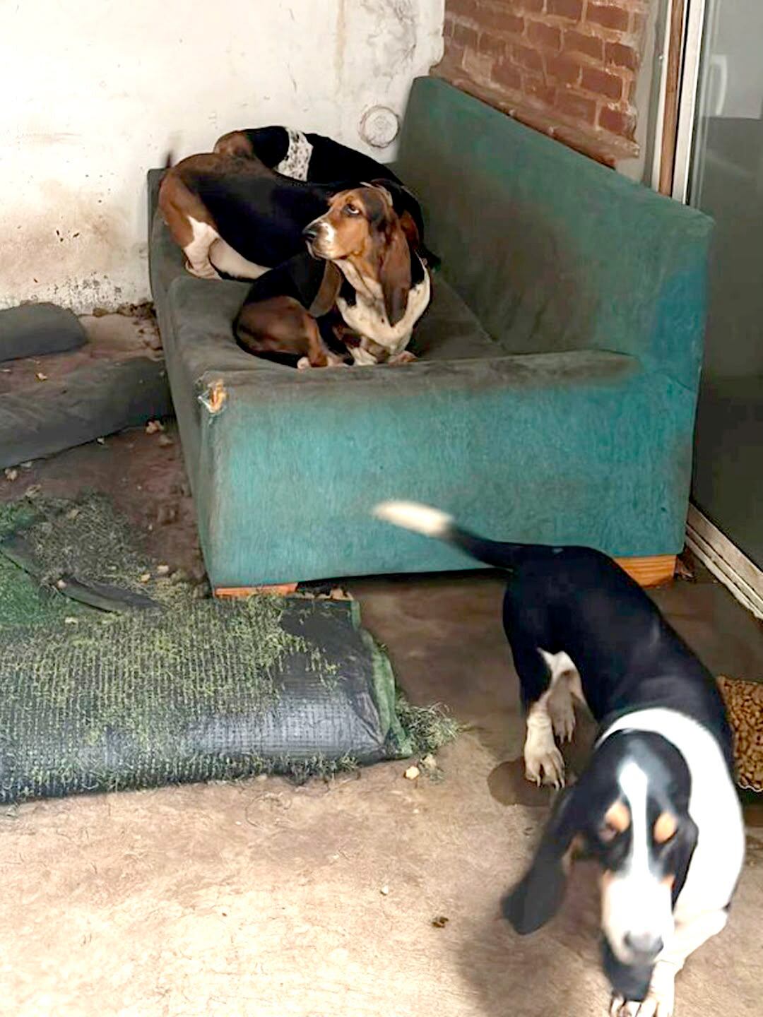 Desmantelaron un criadero ilegal en Almagro: imputaron al dueño por maltrato animal y rescataron 14 perros