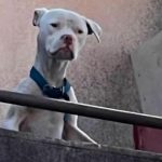 Desnutrido y abandonado: así rescataron a un dogo argentino que Claudio Barrelier tenía en la casa donde habría asesinado a Agostina Vega