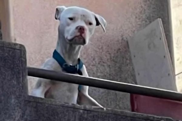 Desnutrido y abandonado: así rescataron a un dogo argentino que Claudio Barrelier tenía en la casa donde habría asesinado a Agostina Vega