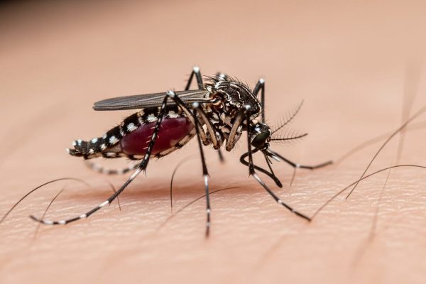 Día Mundial del Dengue: por qué el virus se expande y cuáles son las medidas clave para reducir el riesgo
