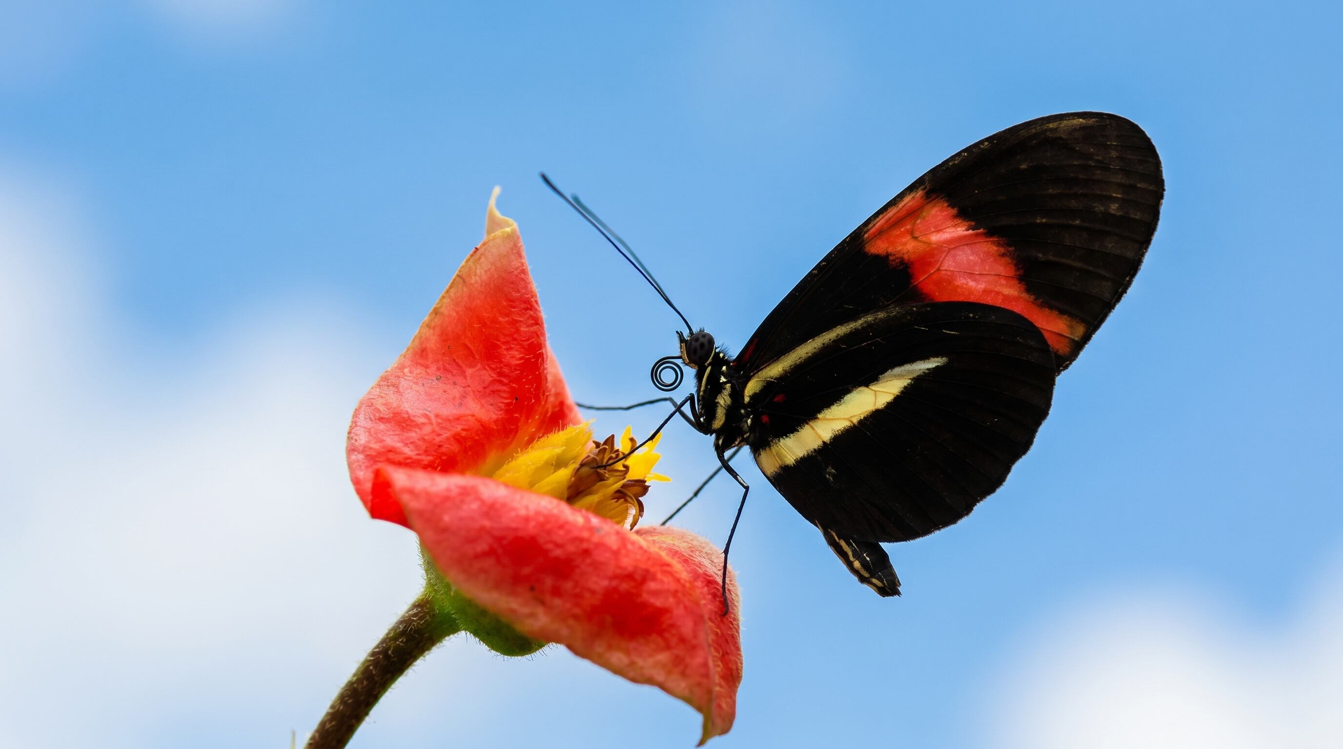 El estudio publicado en Nature Communications indica que Heliconius envejece más lento gracias a una combinación de dieta y adaptaciones biológicas
(Imagen Ilustrativa Infobae)