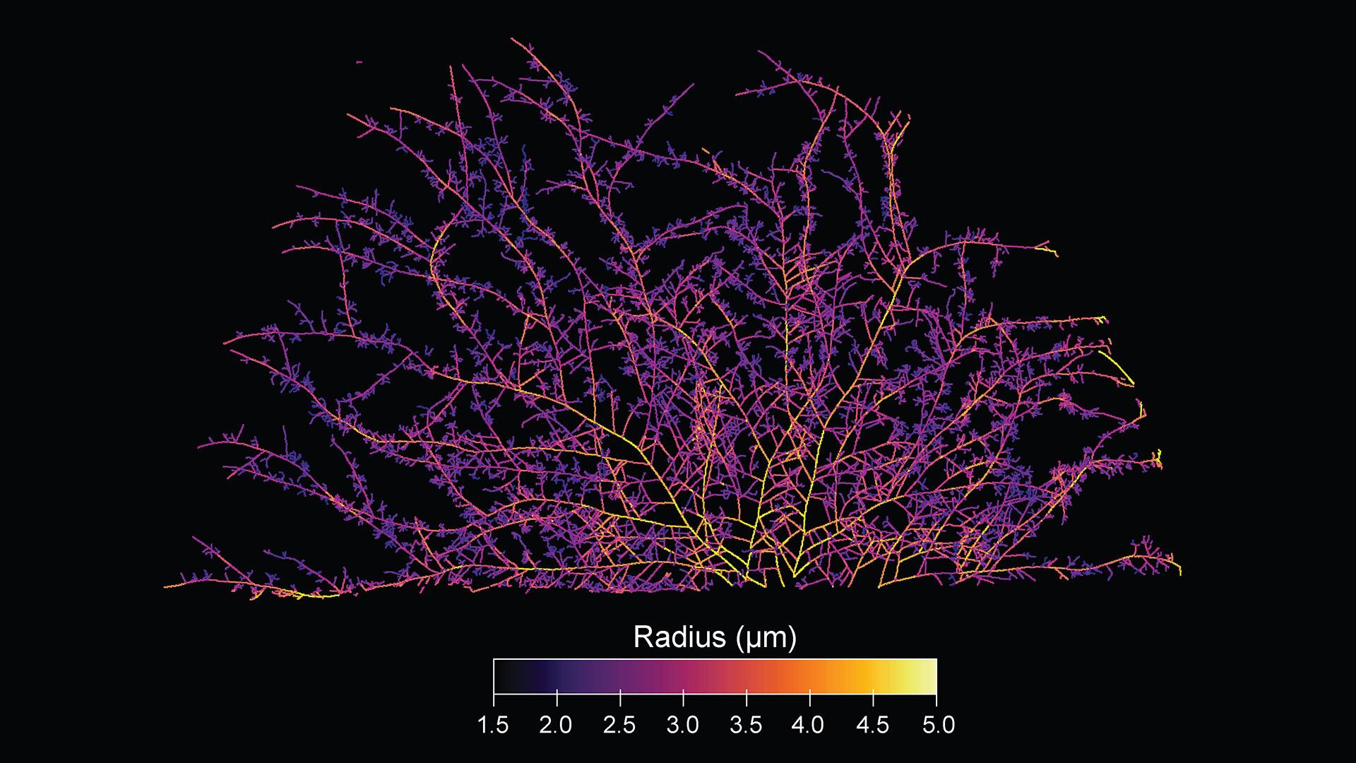 Las hifas de los hongos micorrízicos arbusculares actúan como tuberías vivas que conectan plantas, transportan nutrientes y ayudan a regular el clima./ Corentin Bisot - VU Ámsterdam, AMOLF Justin Stewart - SPUN