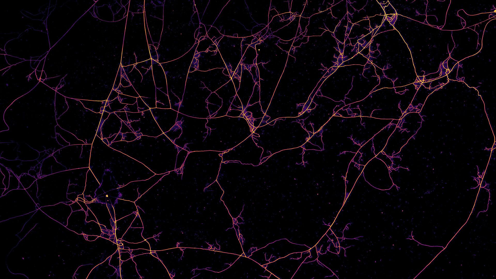Imágenes de redes fúngicas obtenidas con un microscopio en el instituto de biofísica AMOLF de Ámsterdam. Los filamentos son hifas de micorrizas arbusculares/ Loreto Oyarte Gálvez - VU Ámsterdam, AMOLF